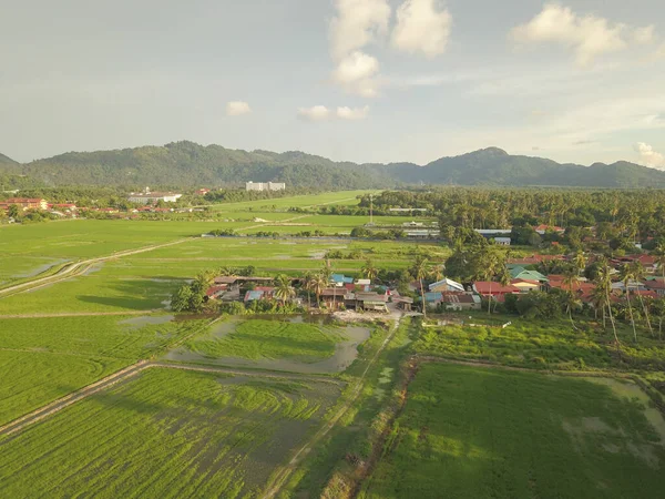 Letecký Pohled Malay Kampung House Paddy Field — Stock fotografie