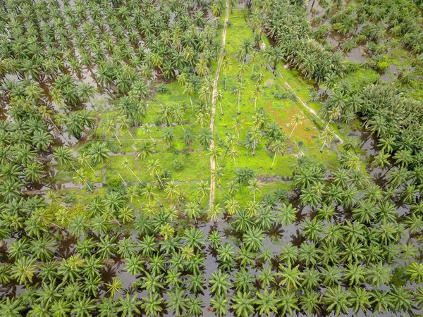 Vista Aérea Coqueiros Verdes Palmeira Óleo Malásia Malásia Agricultura Principal Fotografias De Stock Royalty-Free