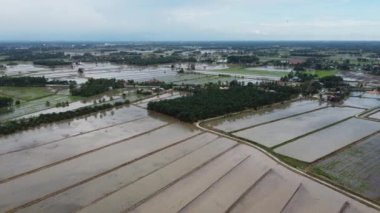 Malezya 'daki sel çeltik tarlasında uçan hava.