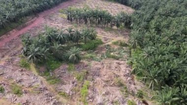 Malezya petrol palmiyesi tarlasında hava manzaralı arazi temizleme etkinliği