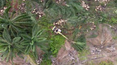 Kazıcı, yağ palmiyesini küçük parçalara ayırdı.