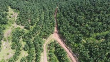 Hava manzaralı. Yağ palmiyesi tarlasında kırmızı toprak yolu.