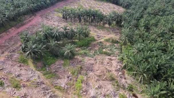 Aerial View Land Clearing Activity Malaysia Oil Palm Plantation — Wideo stockowe