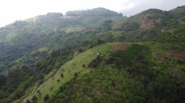 Tepedeki muz çiftliğinin üzerinden uçuyorlar.