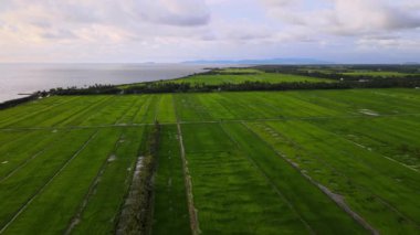 Akşam hava manzaralı yeşil çeltik tarlası