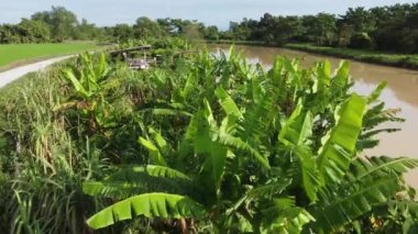 Nehir kıyısındaki muz ağacı ve şeker kamışı tarlasında hava hareketi