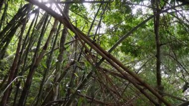 Güneş ışığında ormanda bambu ağaçlarının çırpınışı.