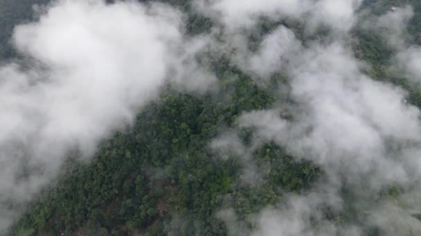 Вид Воздуха Высоты Утренней Низко Зеленой Плантации Леса Холме Малайзии — стоковое видео
