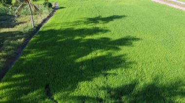 Sıcak öğleden sonra yeşil çeltik tarlasında hindistan cevizi gölgesi