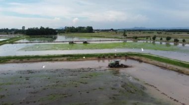 Nibong Tebal, Penang, Malezya - 21 Ağustos 2021: Akbalıkçıl kuşları çeltik tarlasında traktörlerin üzerinden uçar