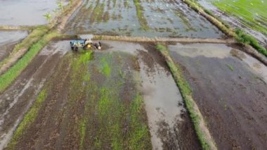 Nibong Tebal, Penang, Malezya - 21 Ağustos 2021: Hava manzaralı beyaz balıkçıl kuşları çeltik tarlasında traktörün etrafında yiyecek arıyorlar