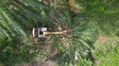 Kazıcı, yağ palmiyesini küçük parçalara ayırdı.