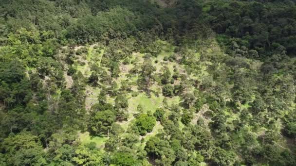 Letecký Pohled Klesá Směrem Durianské Plantáži Stromů — Stock video