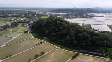 Permatang Pauh çeltik tarlası bir tepenin yanında.