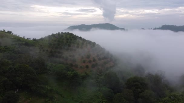 Vista Aérea Plantación Verde Las Tierras Altas Durante Mañana Nube — Vídeos de Stock