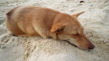 Bir köpek rahatlar ve kumsalda uyur.