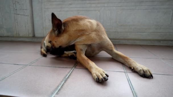 Собака Лизати Ногу Цементній Підлозі — стокове відео