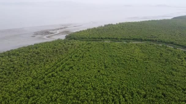 Vista Aerea Foresta Mangrovie Verdi Vicino Mare Costiero Durante Bassa — Video Stock