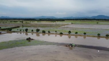 Seberang Perai, Penang, Malezya - 21 Ağustos 2021: Hava manzaralı beyaz balıkçıl kuşları çeltik tarlasında traktörlerin yanında yiyecek arıyorlar