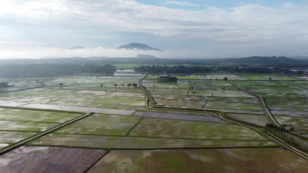 Vista Aérea Manhã Campo Água Paddy Dia Ensolarado Quente — Vídeo de Stock