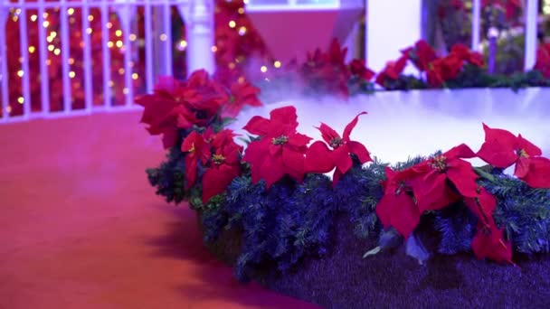 Red Poinsettia Flower Fog Floor — Stock Video