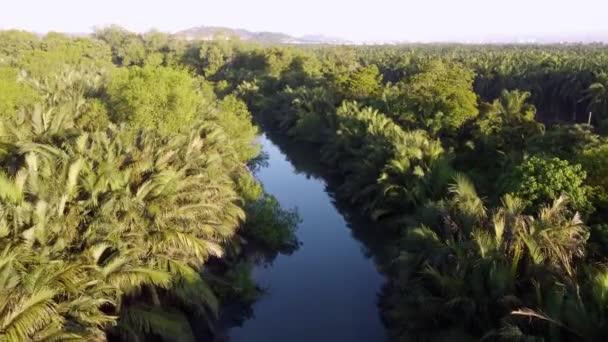 Cinematografische Beweging Nipah Boom Groeien Aan Oever Van Rivier — Stockvideo