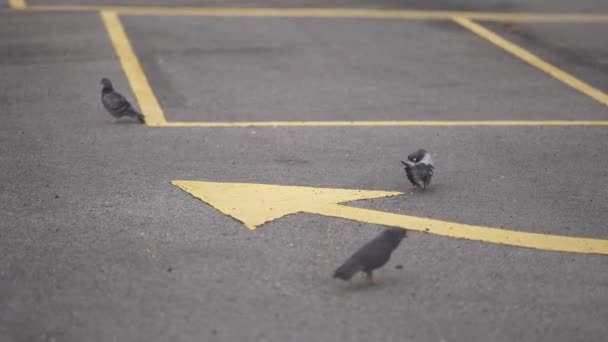 Select Focus Pigeons Yellow Marking Road Sign Floor — Stock Video