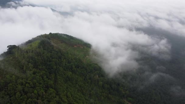 Plantación Vista Aérea Colina Cubierta Con Nube Niebla Baja — Vídeos de Stock