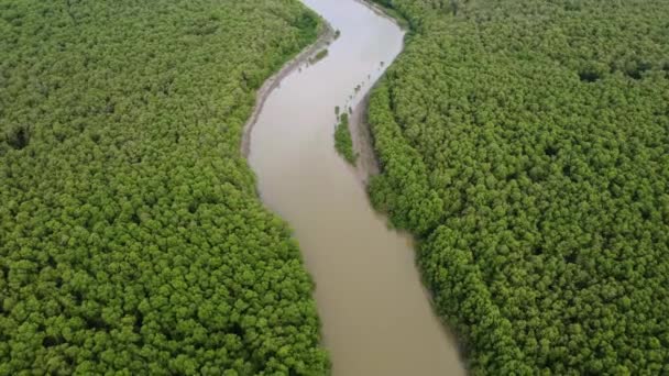 Aerial View Curve River Green Mangrove Tree Forest — ストック動画