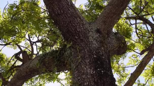 Ηλιακή Ακτίνα Πάνω Από Φύλλα Ενός Δέντρου — Αρχείο Βίντεο