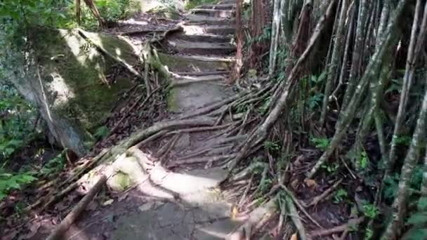 Banyan Ağacı Kökü Yapraklarıyla Merdivenlerde Yavaşça Ilerleyin — Stok video