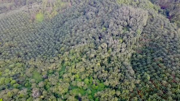 Flygfoto Ner Olja Palm Egendom Nära Hill Område — Stockvideo