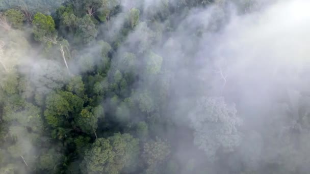 Aerial Glidende Tåget Sky Dækker Den Tætte Regnskov Malaysia – Stock-video