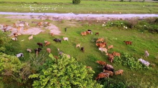 Silberreiher Fliegen Die Kühe Die Auf Der Grünen Weide Grasen — Stockvideo