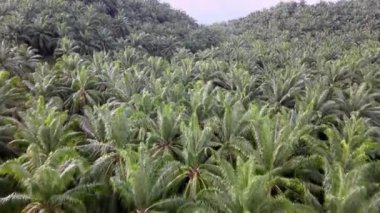 Petrol palmiyesinin tepesindeki hava sineği kırsal kırmızı kil toprak yoluna doğru ilerliyor.