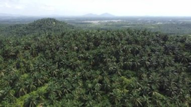 Drone manzaralı palmiye ağacı sıcak güneşli bir günde tepede yetişir.