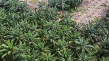 Hava manzaralı kazıcı, palmiye ağacını keserek toprağı temizliyor.