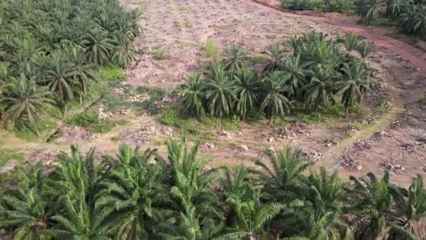 Pemandangan Udara Perkebunan Kelapa Sawit Dipotong Untuk Ditanami Kembali — Stok Video