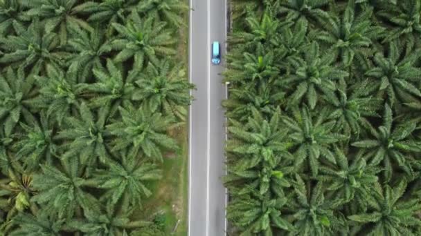Naar Beneden Kijken Auto Naar Beneden Bewegen Oliepalmplantage — Stockvideo