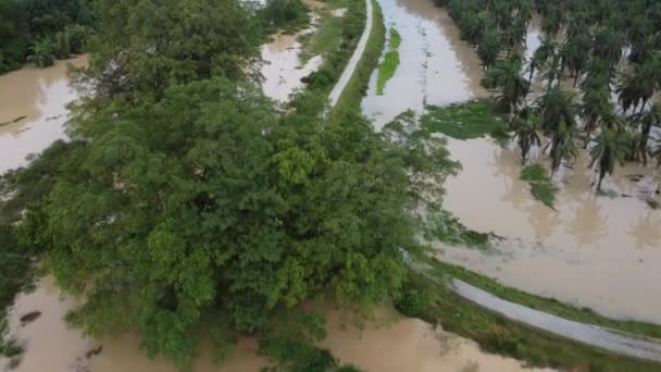 Vista Aérea Inundación Zona Rural Plantación Palma Aceitera — Vídeos de Stock