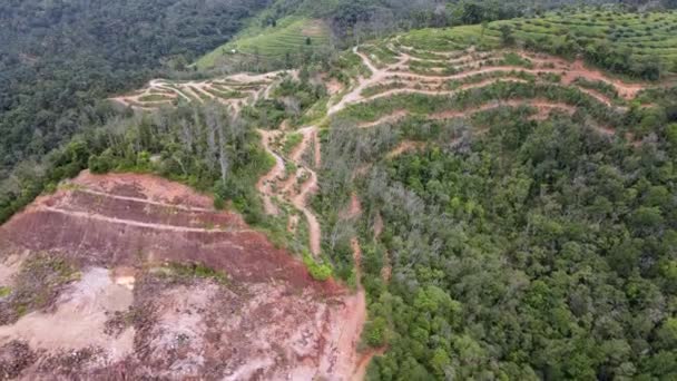 Vue Sur Drone Défrichement Flanc Colline — Video