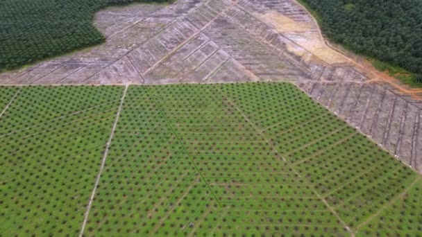 Vista Aérea Palmeira Óleo Jovem Plantada Após Limpeza Terra — Vídeo de Stock