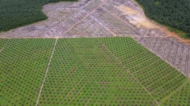 Vista Aérea Joven Palma Aceitera Planta Después Limpieza Tierra — Vídeo de stock