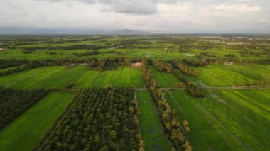 Çeltik tarlasının yakınındaki Hindistan cevizi ağacının insansız hava aracı görüntüsü.