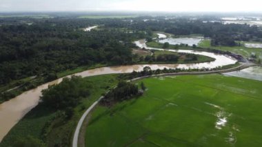 Yeşil çeltik tarlası yakınlarında Sungai Perai eğrisi.