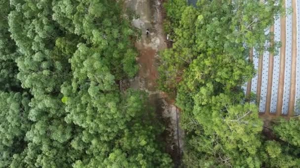 Aerial View Look Group People Cycling Natural Rural Site Plantation — Video