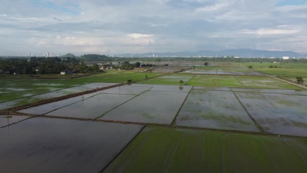 Drone View Paddy Field Water Season Cultivation — Video
