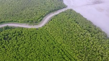 Mangrov ormanında hava manzaralı nehirden denize