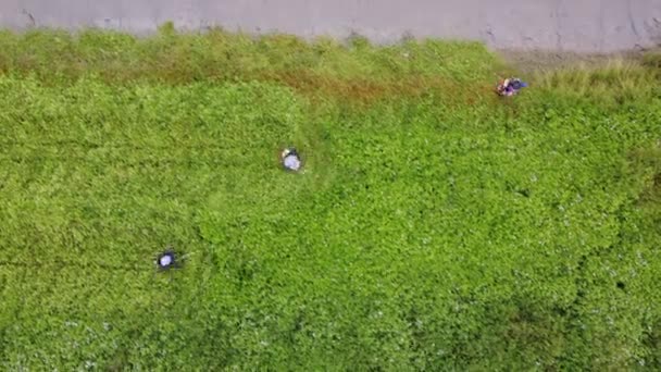 Aerial Top View Three Workers Cut Grass — ストック動画