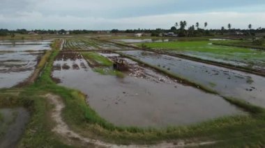 Seberang Perai, Penang, Malezya - 21 Ağustos 2021: Islak çeltik tarlasına inen hava izleme traktörü